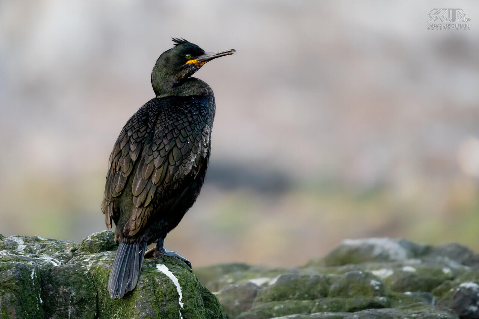 Farne Islands - Shag Two species of cormorants also live on the Scottish and English coasts; the common cormorant and the shag. Shags are smaller with a more slender body. Their plumage is black with a green gloss and in the breeding season their peaked forehead sports a tufted crest. Stefan Cruysberghs
